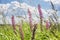 Blooming ivan tea in the field on a sunny summer day. Close-up