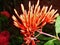 Blooming Ixora flower