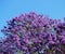 Blooming Jacaranda Tree