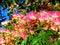 Blooming Japanese acacia in summer against bright blue sky. Pink tree blossom and green leaves. Albizia julibrissin Will