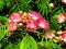 Blooming Japanese acacia in summer against bright blue sky. Pink tree blossom and green leaves. Albizia julibrissin Will