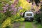Blooming Japanese cherry blossom, Sakura and the caravan on the parking place in spring.