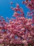 Blooming Japanese cherry Prunus serrulata