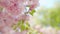 Blooming Japanese cherry or sakura sway in the wind against the backdrop of a clear sky