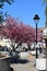 Blooming Japanese cherry tree on city square