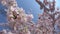 Blooming japanese cherry tree, sakura in the spring sunny day, branches slightly moving in the breeze, closeup HD footage