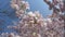 Blooming japanese cherry tree, sakura in the spring sunny day, branches slightly moving in the breeze, closeup HD footage