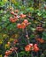 Blooming japanese quince tree branch