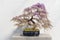 Blooming Japanese Wisteria Bonsai