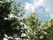 Blooming jasmine bush against the background of a summer blue sky with floating clouds