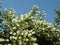 Blooming jasmine bush on a background of summer blue sky