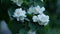 Blooming jasmine bush. Philadelphus flowers on a branch. White delicate flowers