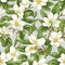 Blooming jasmine, illustration, pattern, seamless pictures. Generative AI.