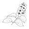 Blooming jasmine outline, line art Philadelphus virginal twig, botanical, vector