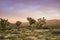 Blooming Joshua Trees Yucca Brevifolia on a colorful sunset background, Joshua Tree National Park, California