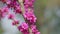 Blooming Judas Tree. Commonly Known As The Judas Tree Is A Small Deciduous Tree. Bokeh.