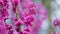 Blooming Judas Tree. Commonly Known As The Judas Tree Is A Small Deciduous Tree. Close up.