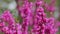 Blooming Judas Tree. Commonly Known As The Judas Tree Is A Small Deciduous Tree. Close up.