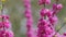 Blooming Judas Tree. Commonly Known As The Judas Tree Is A Small Deciduous Tree. Close up.