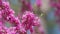 Blooming Judas Tree. Commonly Known As The Judas Tree Is A Small Deciduous Tree. Close up.