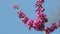 Blooming Judas Tree. Commonly Known As The Judas Tree Is A Small Deciduous Tree. Close up.