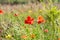 Blooming juicy red poppy in the middle of the photo among a variety of field grass and flowers.