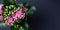 Blooming Kalanchoe on a dark background. Place for text