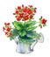 Blooming Kalanchoe houseplant in garden watering can, watercolor illustration