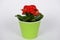 Blooming Kalanchoe potted plant with red flowers