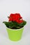 Blooming Kalanchoe potted plant with red flowers