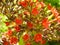 Blooming Kalanchoe or Widow`s-thrill red Flower.