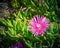 Blooming Karkalla or Australian pig face flower plant near landscape rock in backyard garden
