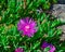 Blooming Karkalla or Australian pig face flower plant near landscape rock in backyard garden
