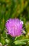 Blooming Karkalla. Karkalla flower. Carpobrotus rossii. Purple flower bloom. Flowering succulent groundcover plant