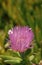 Blooming Karkalla. Karkalla flower. Carpobrotus rossii. Purple flower bloom. Flowering succulent groundcover plant