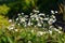 Blooming Karwinsky& x27;s fleabane & x28;Erigeron karvinskianus& x29; flower at garden