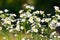 Blooming Karwinsky& x27;s fleabane & x28;Erigeron karvinskianus& x29; flower at garden