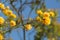 Blooming Kerria japonica