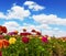 Blooming kibbutz field