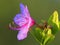 Blooming Korean rhododendron, known also as Korean rosebay flowers - Rhododendron mucronulatum - in spring season in a botanical