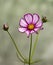 Blooming Kosmeya flower with a delicate white-raspberry tint and yellow in the center.