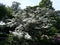 Blooming Kousa Dogwood Tree, Cornus Kousa, Benthamidia japonica.