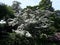 Blooming Kousa Dogwood Tree, Cornus Kousa, Benthamidia japonica.