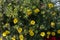 Blooming Kuril tea Dasiphora Raf. Or Potentilla L. or Pentaphylloides fruticosa on a sunny summer day