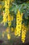 Blooming Laburnum tree