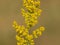 Blooming lady`s bedstraw or yellow bedstraw, Galium verum