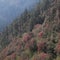 Blooming Laligurans forest in Nepal.