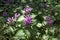 Blooming Lamium maculatum `Roseum` spotted henbit, spotted dead-nettle, purple dragon