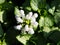 Blooming Lamium \'White Nancy\'