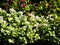 Blooming Lamium \'White Nancy\'